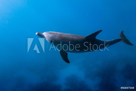 Bild på Dolphin Looking Up